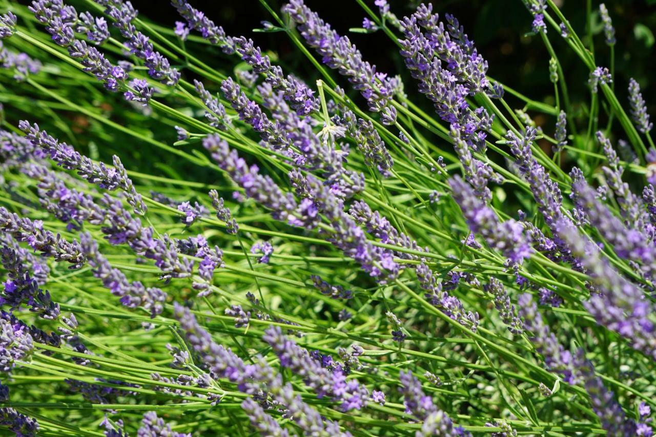 La Belle Histoire Gite Luberon 贝端 外观 照片